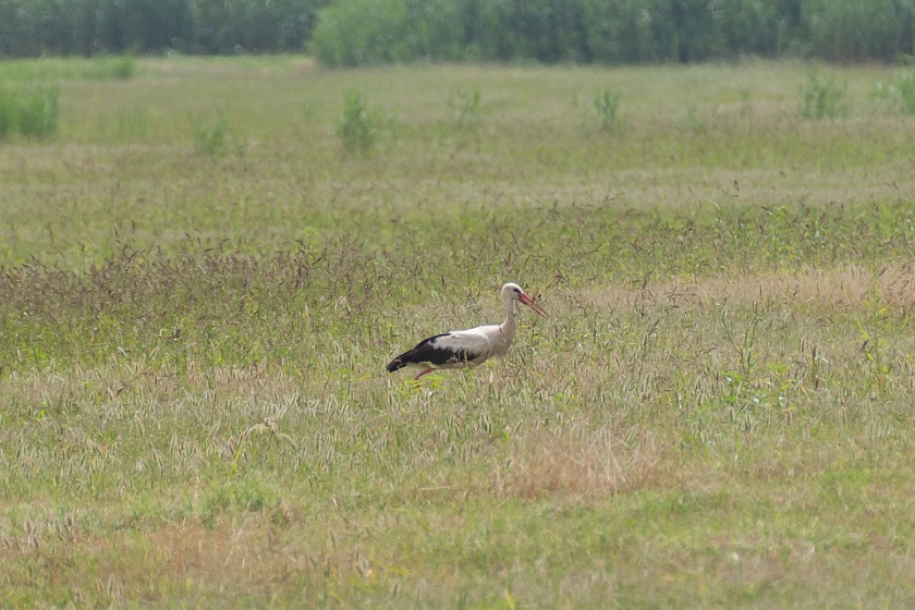 Hula Nature Reserve. Stork. Hula Valley. .