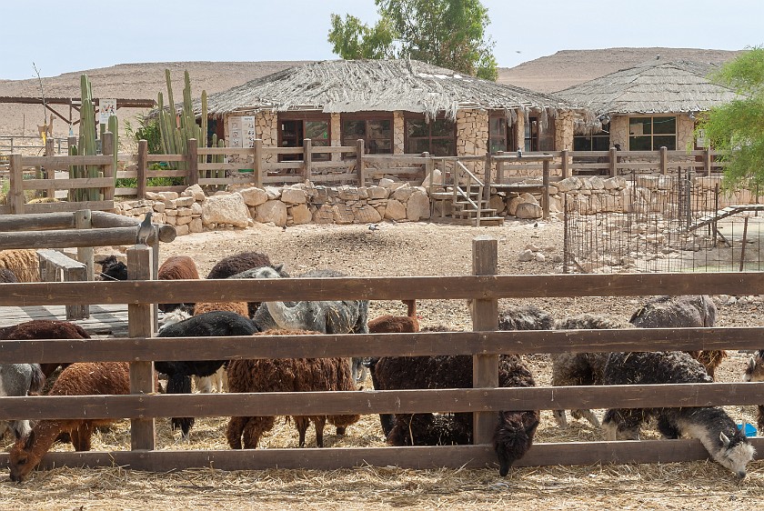 Alpaca Farm. Guest house and alpaca enclosure. Mitzpe Ramon. .
