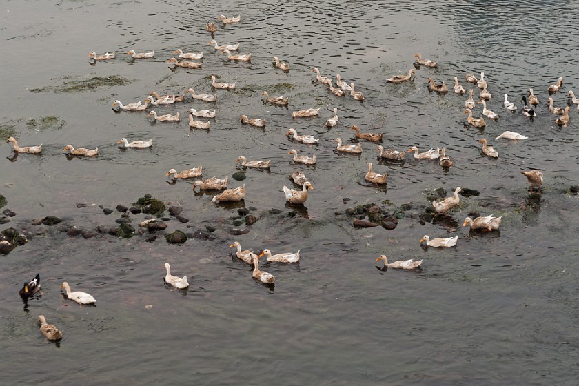 Lí Jiang Boat Tour. Ducks. near Guìlín. .
