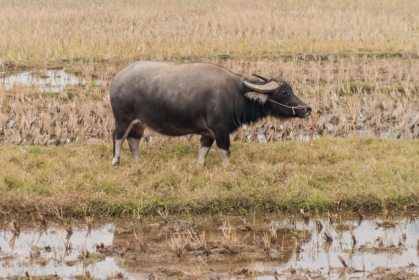 Bicycle Tour Along the Yùlóng Hé River. Water buffalo. Yángshuò. .