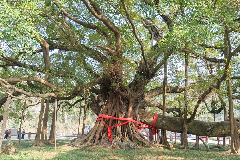 Yuèliàng Shan Area. Big Banyan Tree. near Yángshuò. .