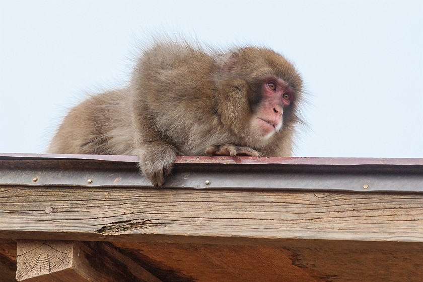 Arashiyama Monkey Park Iwatayama. Japanese macaque. Kyoto. .