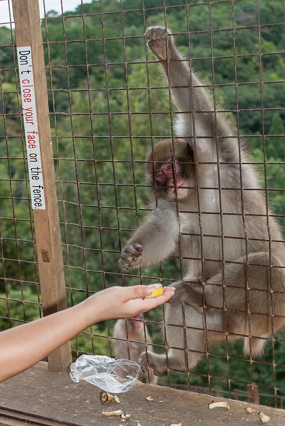 Arashiyama Monkey Park Iwatayama. Japanese macaque being fed. Kyoto. .