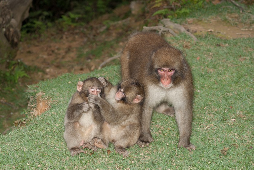 Arashiyama Monkey Park Iwatayama. Japanese macaque family. Kyoto. .