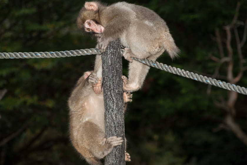 Arashiyama Monkey Park Iwatayama. Japanese macaques playing. Kyoto. .