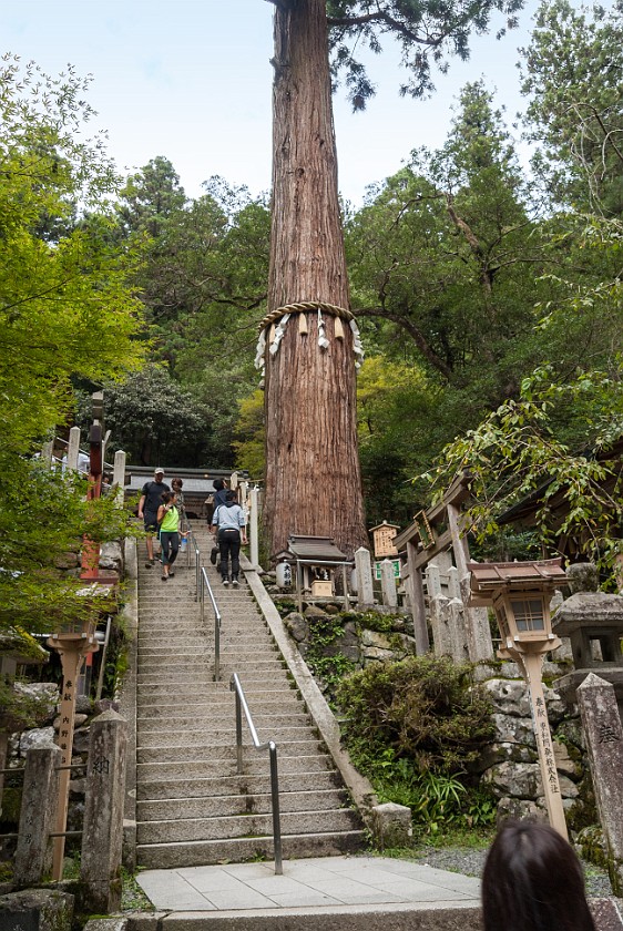 Kurama-Dera. Giant tree. Kurama. .