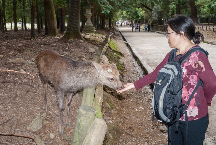Nara. Portrait with deer. Nara. .