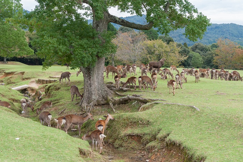 Nara. Herd of deer in the park. Nara. .