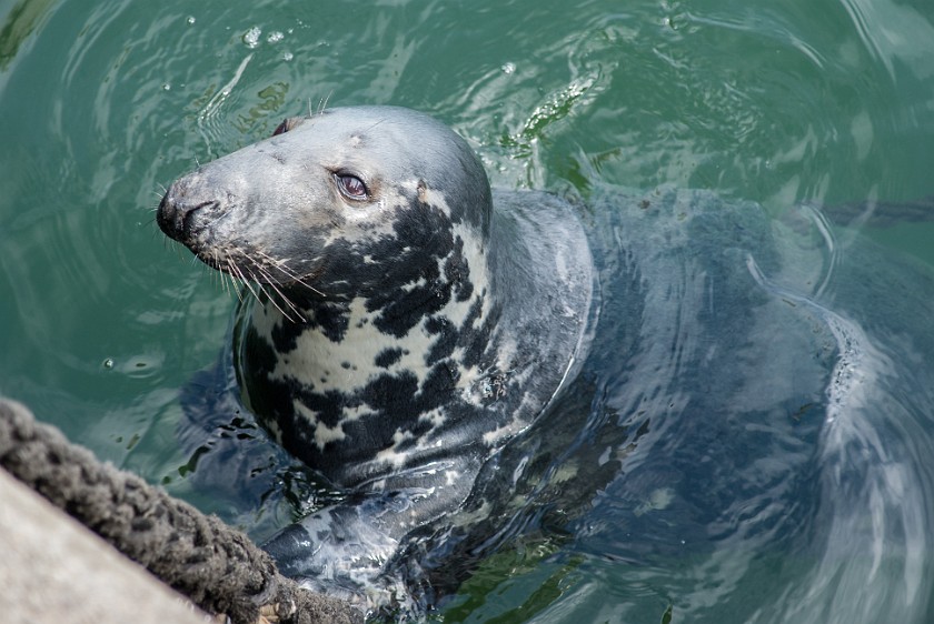 Southern Sylt. Horsehead seal. Hörnum. .