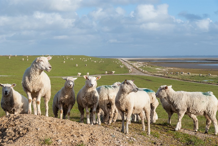 Southern Sylt. Sheep near the Rantum embankment. Rantum. .