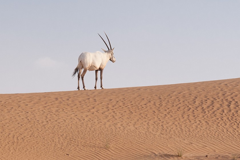 Dubai Desert Safari. Desert antelope. Dubai. .