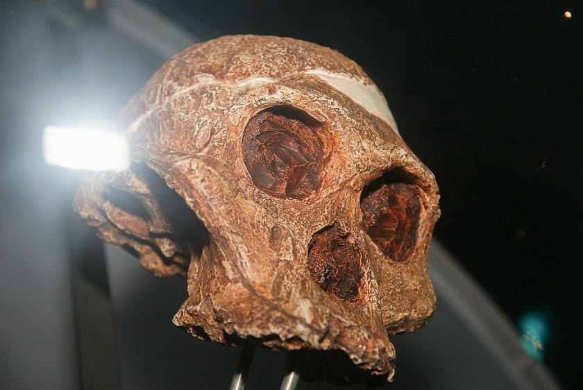 Sterkfontein Caves. Replica of the skull of a female hominid nicknamed Ms. Ples. Sterkfontein. .
