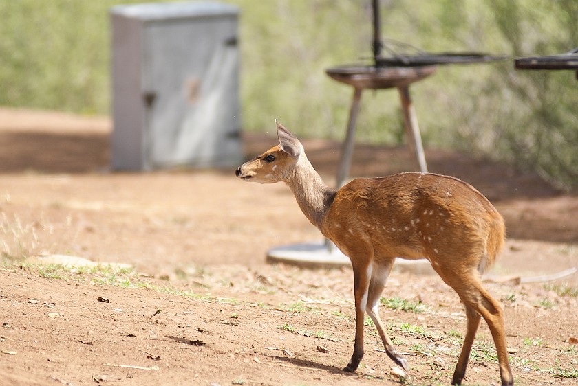 Kruger National Park. Bushbuck. Olifants Camp. .