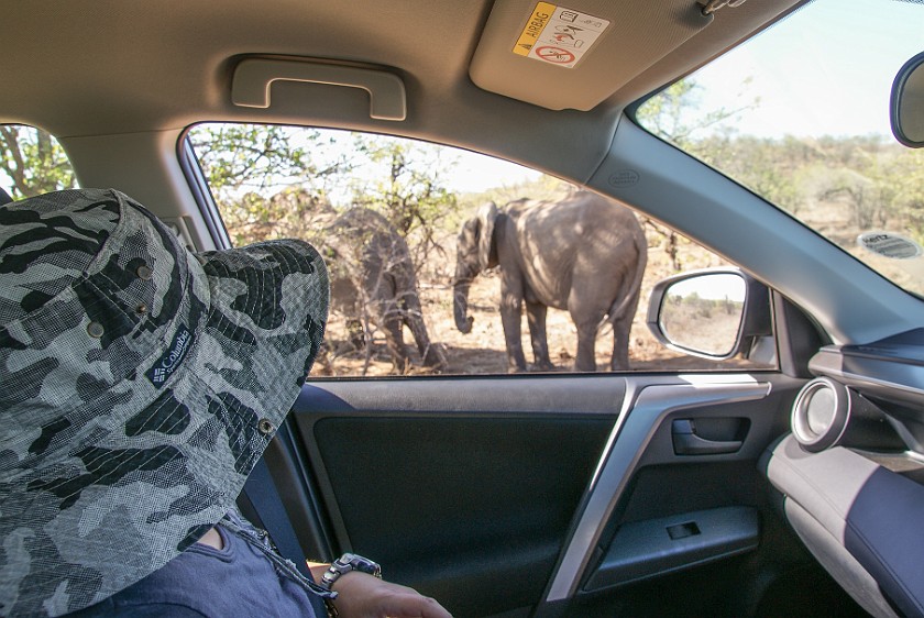 Kruger National Park. View from car on elephants. Olifants Rest Camp. .