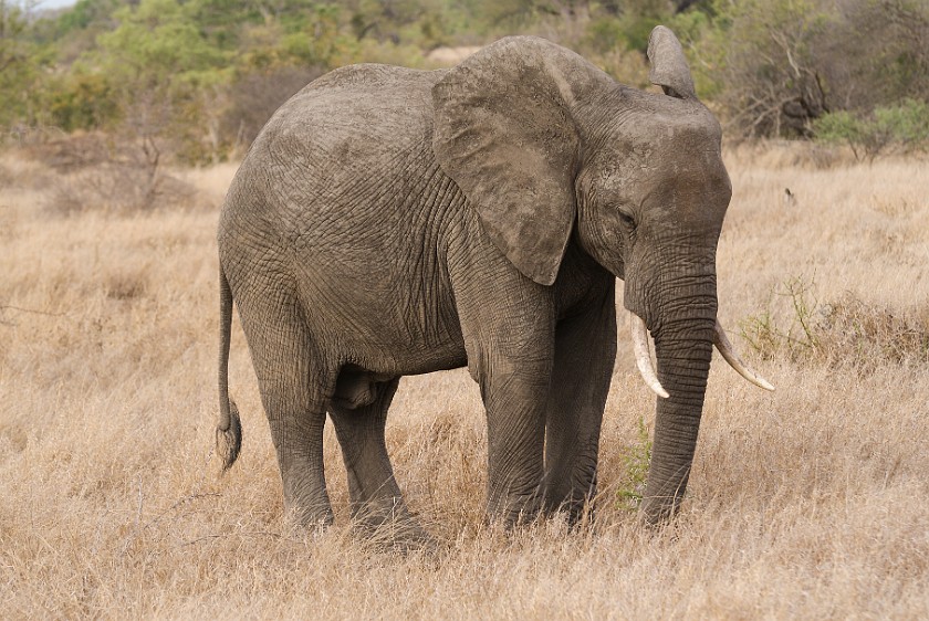 Kruger National Park. Elephant. Olifants Rest Camp. .