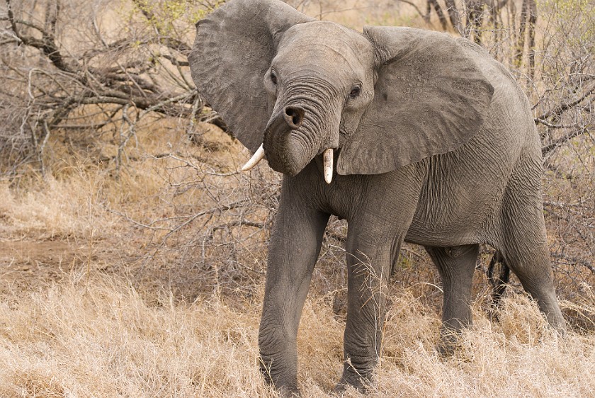 Kruger National Park. Elephant. Olifants Rest Camp. .