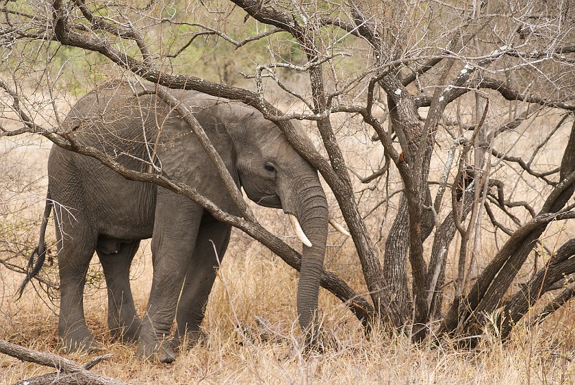 Kruger National Park. Elephant. Olifants Rest Camp. .