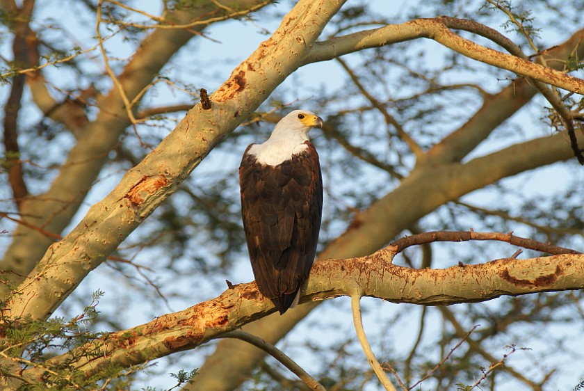 Kruger National Park. Eagle. Olifants Rest Camp. .