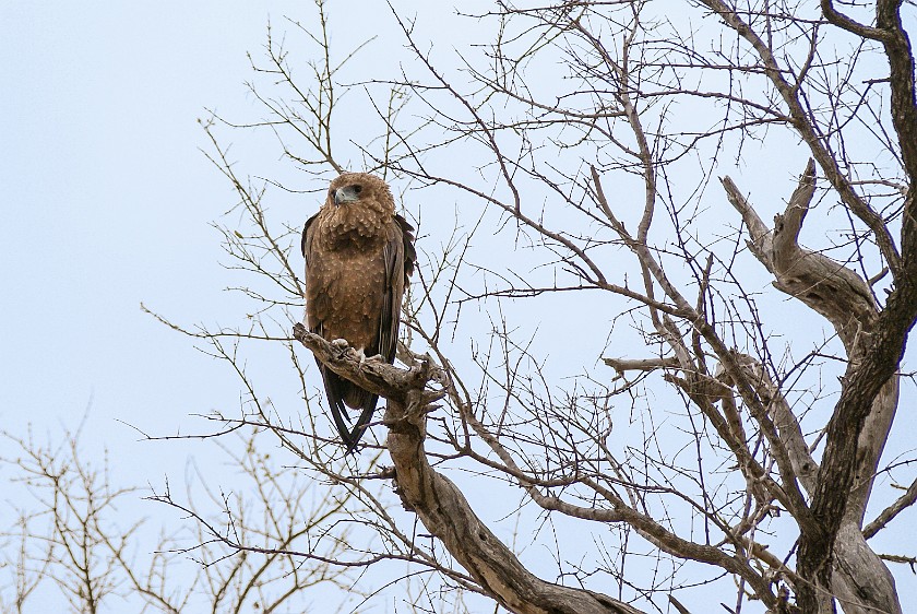 Kruger National Park. Eagle. Olifants Rest Camp. .