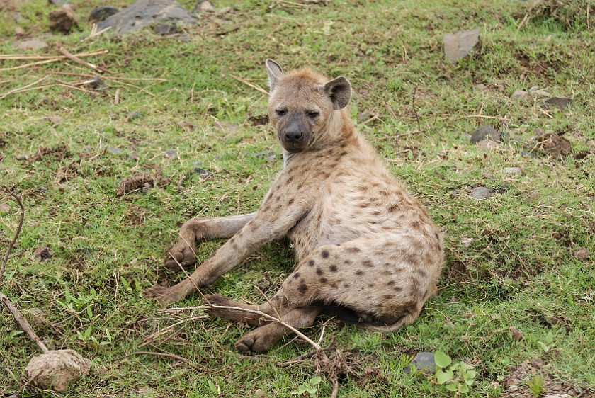 Kruger National Park. Spotted hyena. Olifants Rest Camp. .