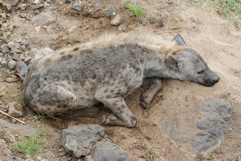 Kruger National Park. Spotted hyena. Olifants Rest Camp. .