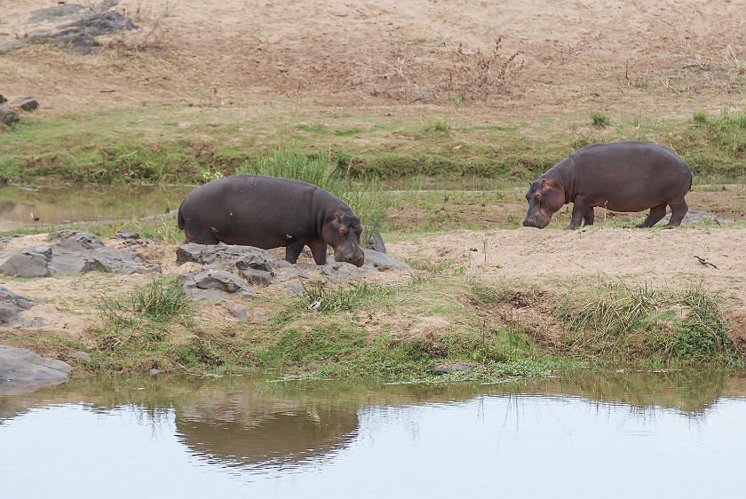 Kruger National Park. Hippopotamus. Olifants Rest Camp. .