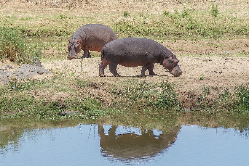 Kruger National Park. Hippopotamus. Olifants Rest Camp. .