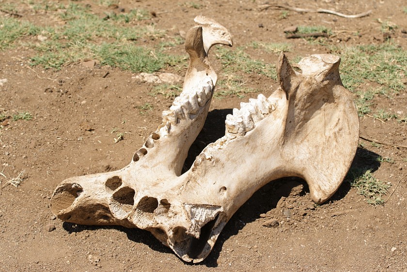 Kruger National Park. Jaw bone of a Hippopotamus. Olifants Rest Camp. .