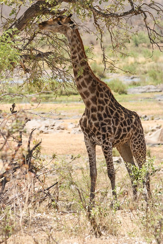 Kruger National Park. Giraffe. Olifants Rest Camp. .