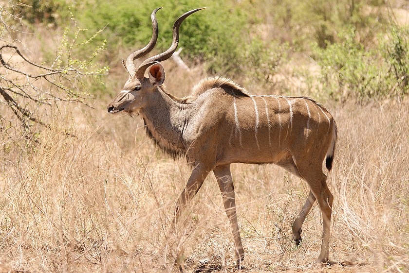 Kruger National Park. Kudu. Olifants Rest Camp. .