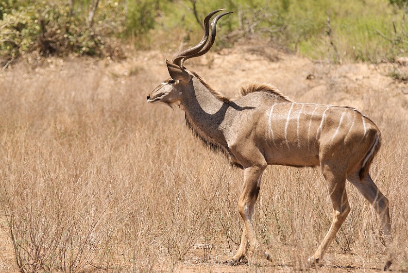 Kruger National Park. Kudu. Olifants Rest Camp. .