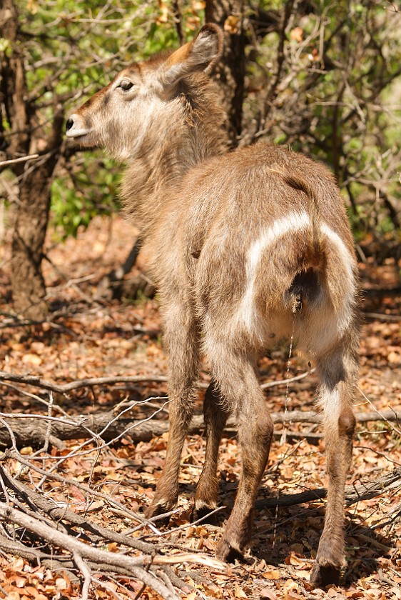 Kruger National Park. Waterbuck. Olifants Rest Camp. .