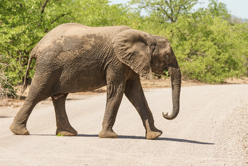 Kruger National Park. Elephant. Olifants Rest Camp. .