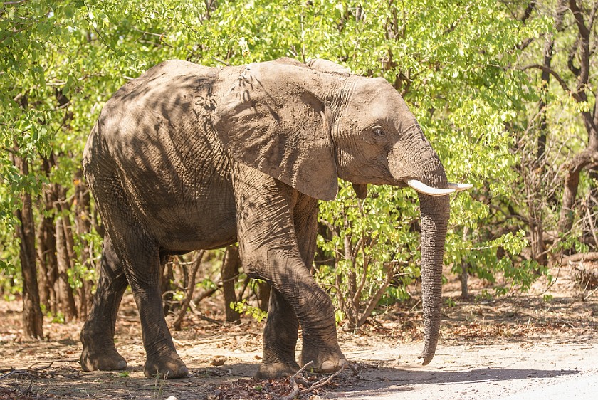 Kruger National Park. Elephant. Olifants Rest Camp. .