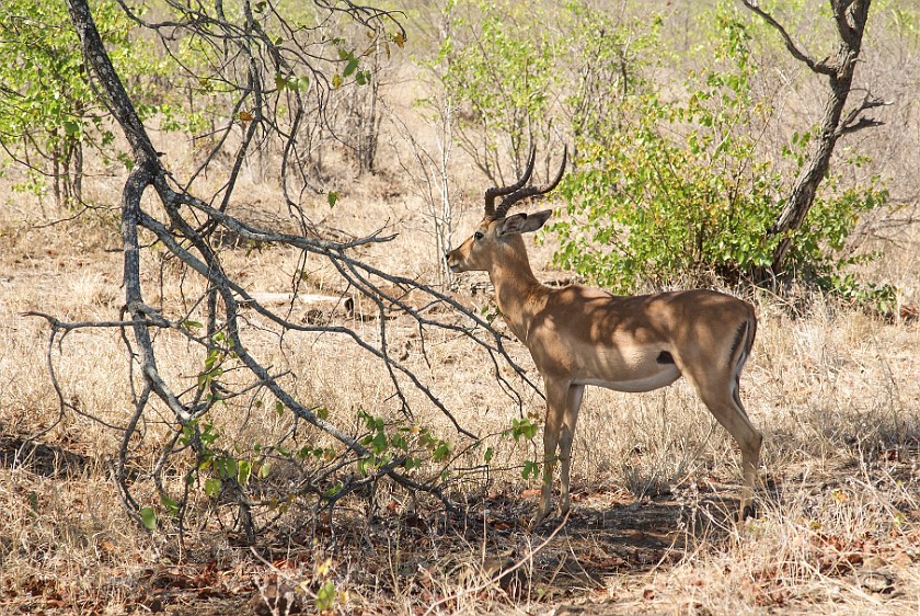 Kruger National Park. Impala. Olifants Rest Camp. .