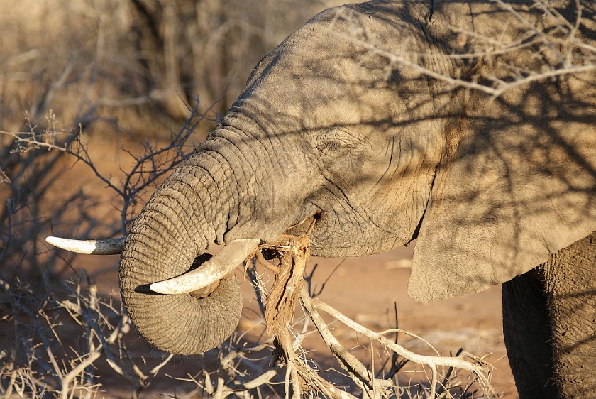 Kruger National Park. Elephant. Olifants Rest Camp. .