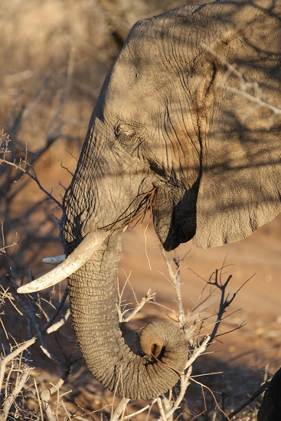 Kruger National Park. Elephant. Olifants Rest Camp. .