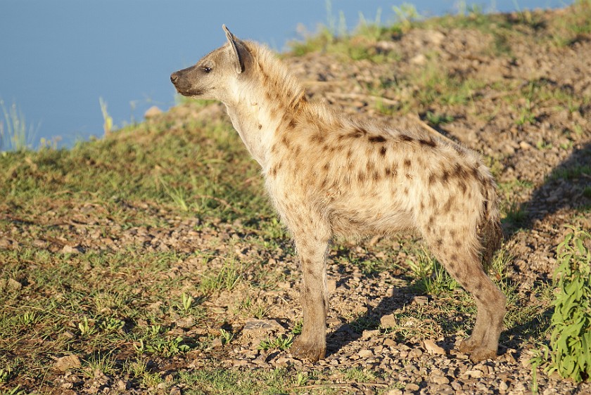 Kruger National Park. Spotted hyena. Olifants Rest Camp. .