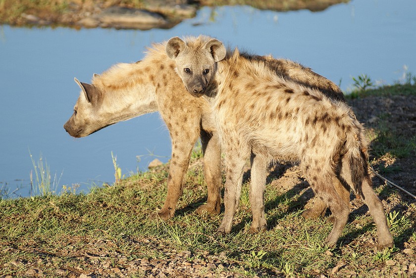 Kruger National Park. Spotted hyena. Olifants Rest Camp. .