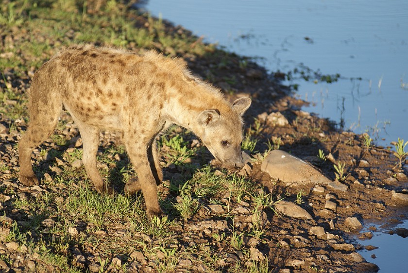 Kruger National Park. Spotted hyena. Olifants Rest Camp. .
