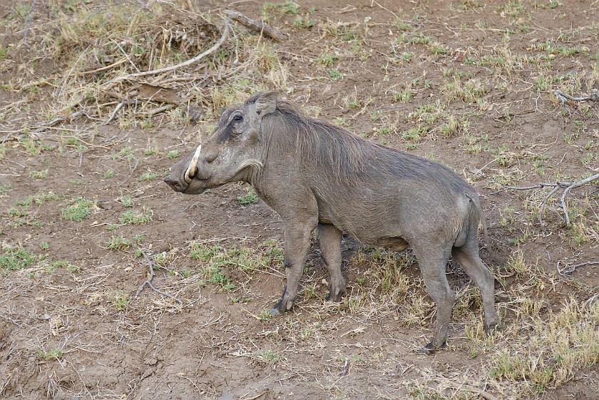 Kruger National Park. Warthog. Olifants Rest Camp. .