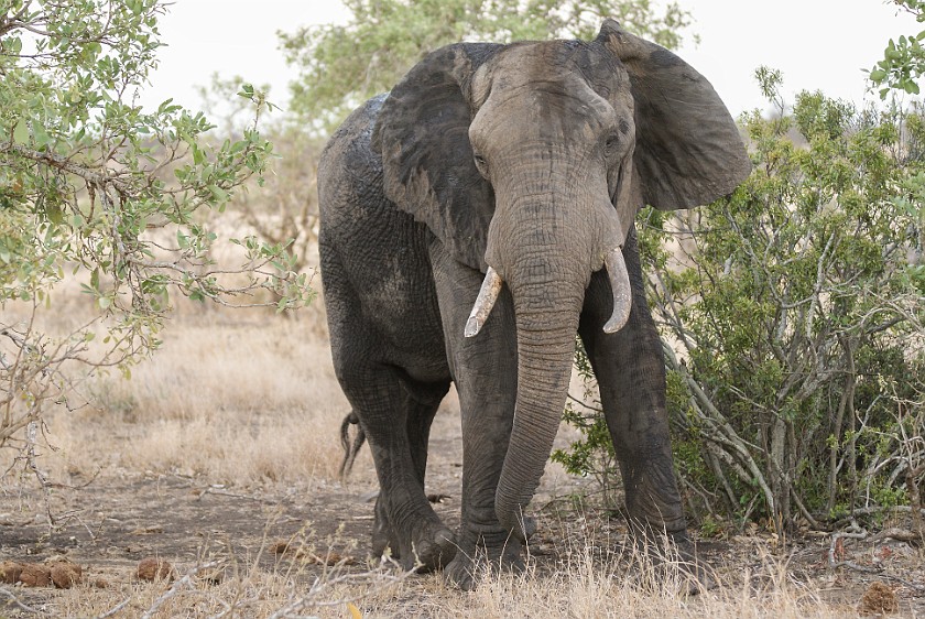 Kruger National Park. Elephant. Olifants Rest Camp. .