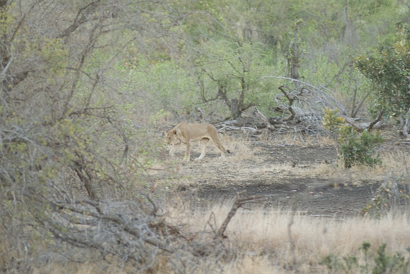 Kruger National Park. Lion. Olifants Rest Camp. .