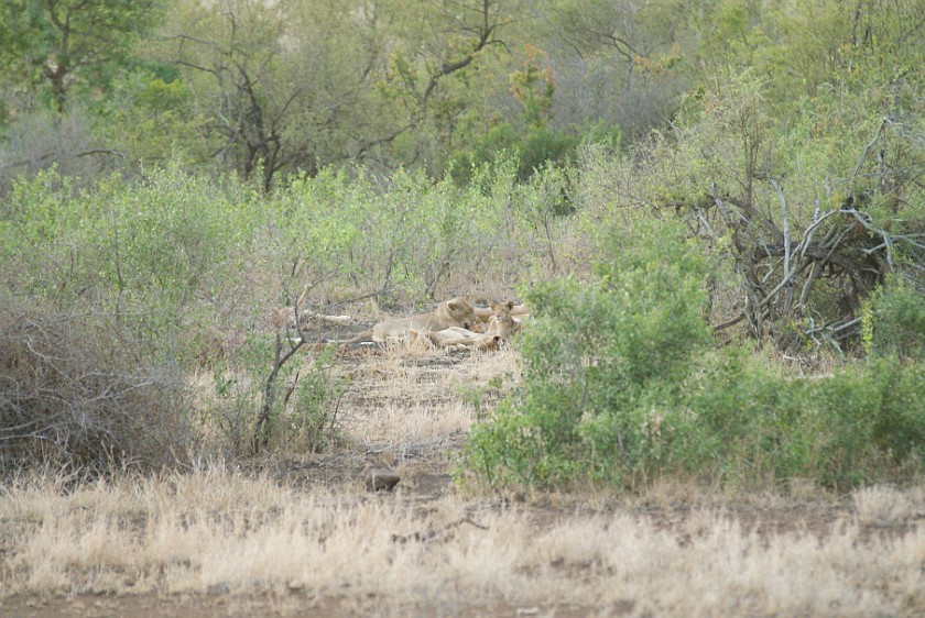 Kruger National Park. Lions. Olifants Rest Camp. .