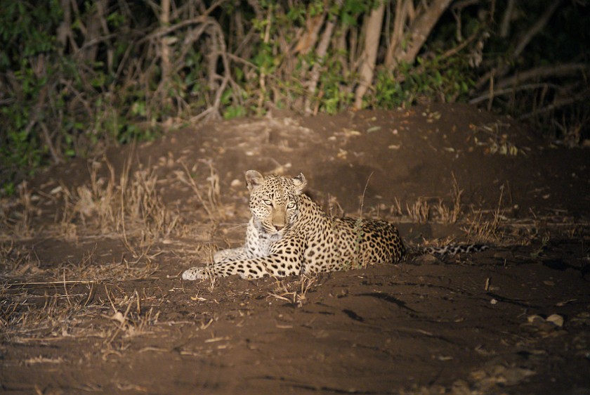 Kruger National Park. Leopard. Olifants Rest Camp. .