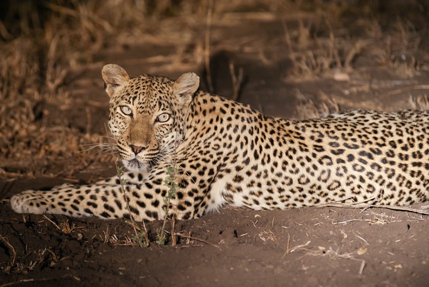 Kruger National Park. Leopard. Olifants Rest Camp. .