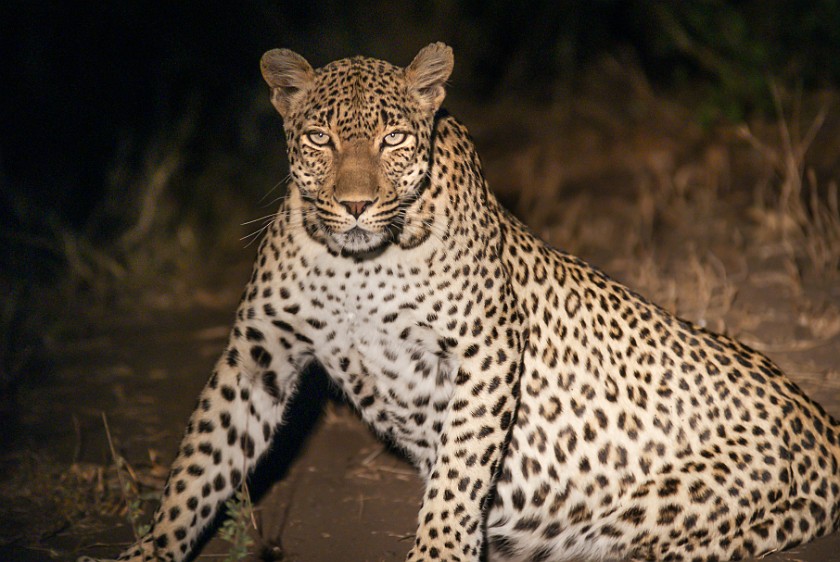 Kruger National Park. Leopard. Olifants Rest Camp. .