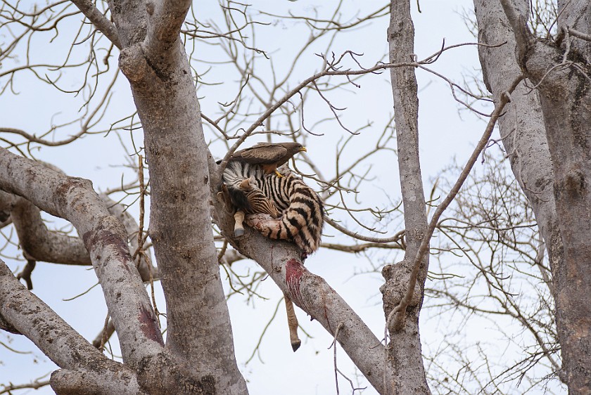 Kruger National Park. Killed zebra foal and eagle in a tree . Olifants Rest Camp. .