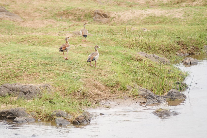 Kruger National Park. Egyptian goose. Olifants Rest Camp. .