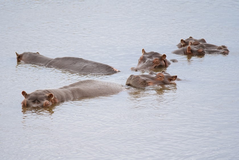 Kruger National Park. Hippopotamus. Olifants Rest Camp. .